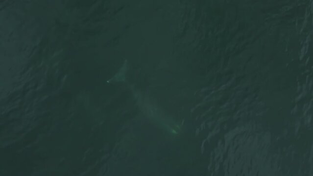 A large whale swims deep underwater. Aerial photography at right angles.