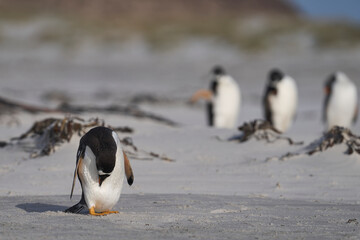 Gentoo Penguin (Pygoscelis papua) preening on the beach after coming ashore on Sea Lion Island in...
