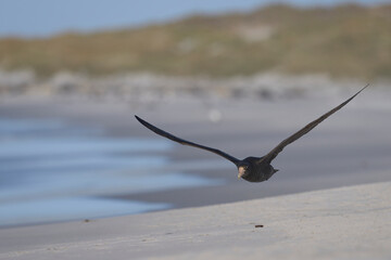 Southern Giant Petrel (Macronectes giganteus) flying over a beach of used for breeding by Southern Elephant Seals on Sea Lion Island in the Falkland Islands.