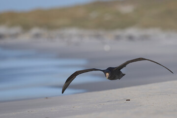 Southern Giant Petrel (Macronectes giganteus) flying over a beach of used for breeding by Southern Elephant Seals on Sea Lion Island in the Falkland Islands.