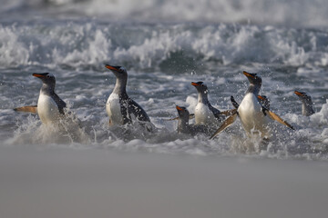 Gentoo Penguins (Pygoscelis papua) coming ashore after feeding at sea on Sea Lion Island in the Falkland Islands.