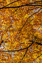 Herbstfarben im Wald