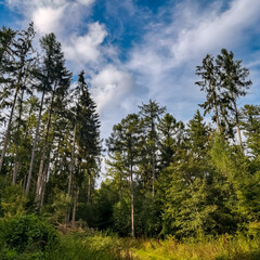 forest and sky