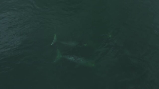 The bowhead whale family swims underwater. Aerial photography from a low altitude. Wild animals in blue water.