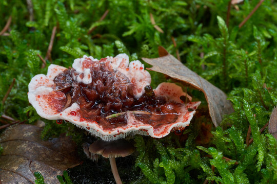 Inedible mushroom Hydnellum peckii in the spruce forest. Known as Bleeding tooth fungus, Devil's Tooth or Red-juice Tooth. Wild mushroom growing in the moss.