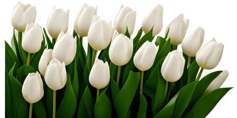 Obraz na płótnie Canvas white tulips on white background