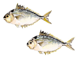 ヒイラギ 手描き水彩画