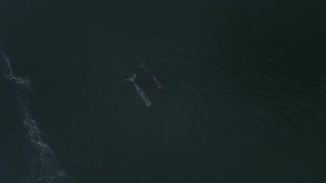 Two Grendland whales emerge from under the water. Aerial photography from a great height. The life of wild animals.