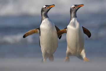 Gentoo Penguin (Pygoscelis papua) standing on the beach after coming ashore on Sea Lion Island in the Falkland Islands.