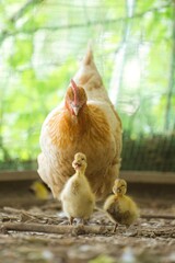 ニワトリとアヒル