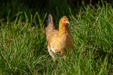 Free Range Chicken Hen