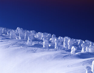 山形県・宮城県にまたがる蔵王の樹氷。スノーモンスターとも呼ばれる。この写真は、早朝にしか撮影できない貴重なカットです。太陽の光が樹氷に横から当たり、空はまだ薄暗い状態です。