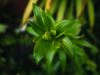close up of green leaves
