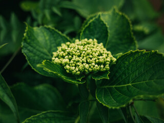 Hydrangea plant