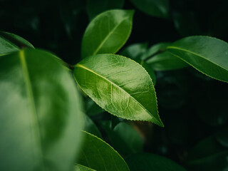 close up of green leaves