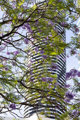 Fototapeta premium jacaranda tree against a tall building