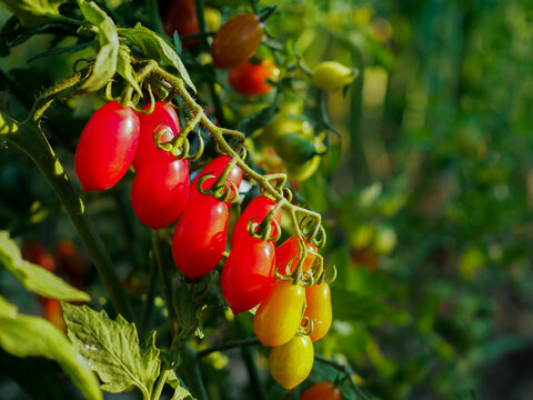 Growing tomato plants in the morning with beautiful nature light for advertising.
