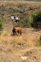 Bay horse near the fence high in the mountains.