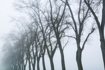 Poplar avenue in the fog, street with poplars in the fog
