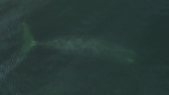 The great Grendlan whale swims underwater and wags its tail. Aerial photography of whales from a low altitude. Greenish water and small waves from the wind.