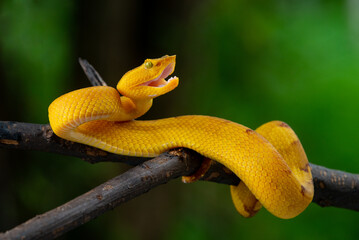 Angry yellow flat nosed pit viper Craspedocephalus or Trimeresurus puniceus opening its mouth with attacking position and bokeh background 
