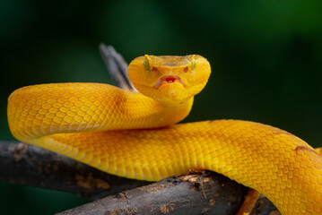 Angry yellow flat nosed pit viper Craspedocephalus or Trimeresurus puniceus opening its mouth with attacking position and bokeh background
