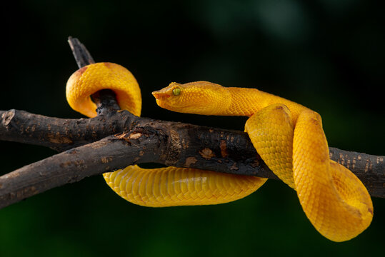 Yellow flat nosed pit viper Craspedocephalus or Trimeresurus puniceus hanging on a branch with attacking position and black background