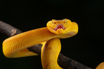 Angry yellow flat nosed pit viper Craspedocephalus or Trimeresurus puniceus opening its mouth with attacking position and black background 