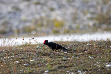 Black woodpecker on the ground