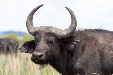 Cape Buffalo with large and beautiful horns