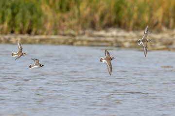 Common ringed plovers flying over Ekstakusten