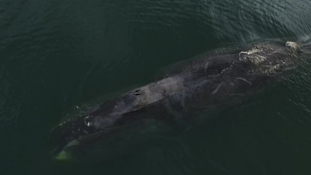 A whale emerges from under the water in close-up. An adult whale swims under water of a greenish color. Aerial photography of wildlife.