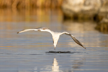 Black headed gull flying at Eksatkusten