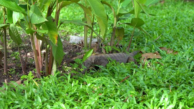 Komodo varan hunts for bugs digging the ground in the lawn.