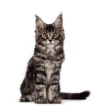 Fluffy black tabby Maine coon cat kitten, sitting up facing front. Looking towards camera with cute head tilt. Isolated on a white background