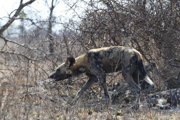 African wild dog, also called the painted dog or Cape hunting dog