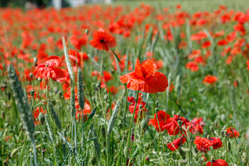 Fototapeta na wymiar Beautiful red poppies on the field