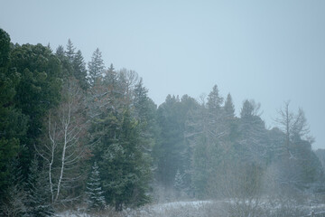 forest snow blizzard, snow-covered coniferous forest, winter landscape