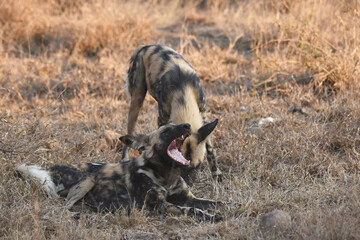 African wild dog, also called the painted dog or Cape hunting dog