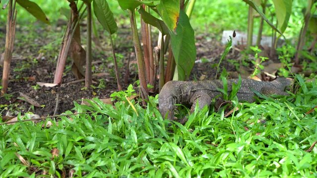 Komodo varan hunts for bugs digging the ground in the lawn.