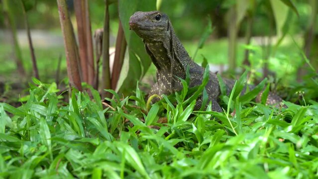 Komodo varan large portrait. The lizard sits in the green grass, sticking out its tongue.