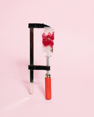 Frozen red flower squeezed with clamp tool on bright pink background. Cold winter season concept. Creative ice blossom frost. Minimal nature Christmas winter freeze.