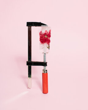 Frozen red flower squeezed with clamp tool on bright pink background. Cold winter season concept. Creative ice blossom frost. Minimal nature Christmas winter freeze.