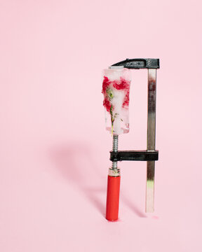 Frozen red flower squeezed with clamp tool on bright pink background. Cold winter season concept. Creative ice blossom frost with copy space. Minimal nature Christmas winter freeze.