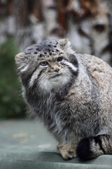 close-up portrait of manul cat