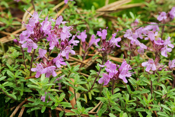 Flower of a small useful plant wild thyme (Thymus serpyllum)