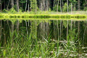 Obraz premium Lake in the forest