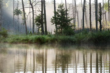 Obraz premium Lake in the forest