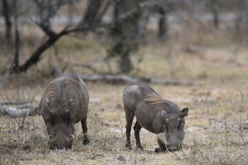 Warthogs are pigs that live in open and semi-open habitats in sub-Saharan Africa