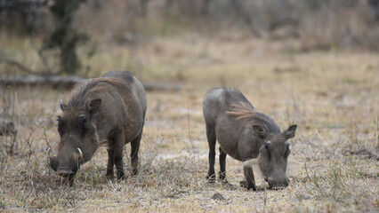 Warthogs are pigs that live in open and semi-open habitats in sub-Saharan Africa